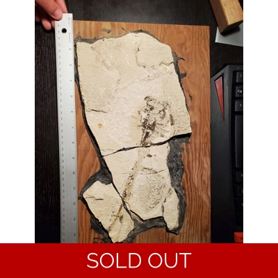 Bargain Heliobatis Fossil Stingray